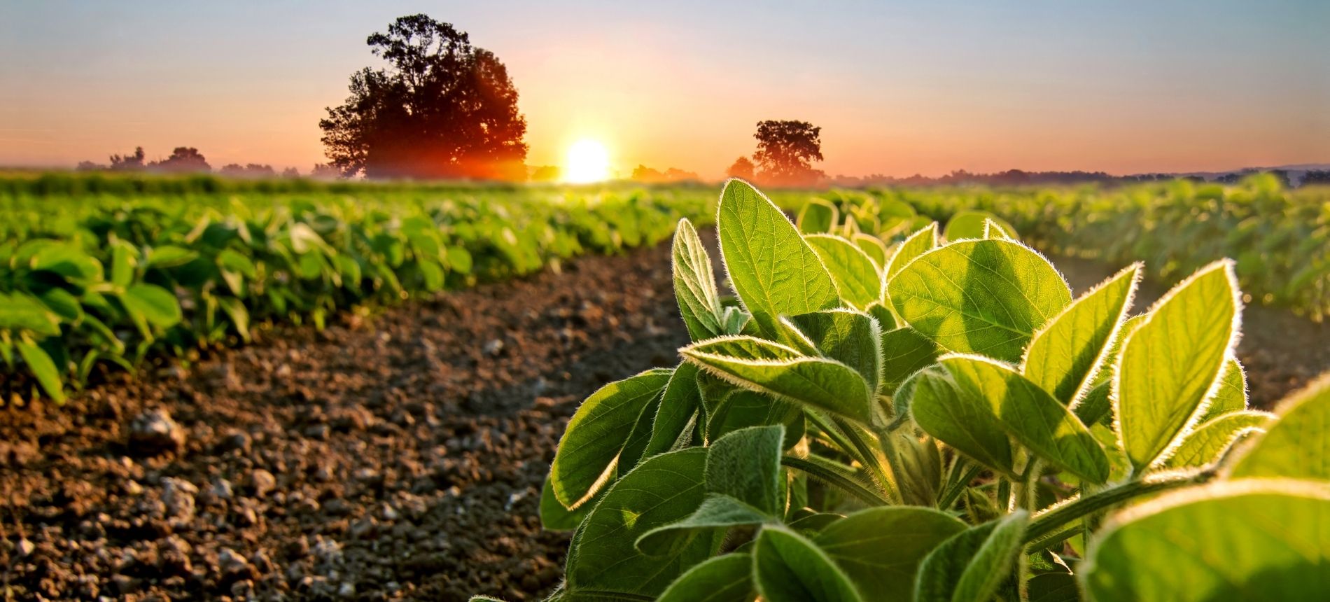 Zenit Kimya İle Büyüyen Tarım