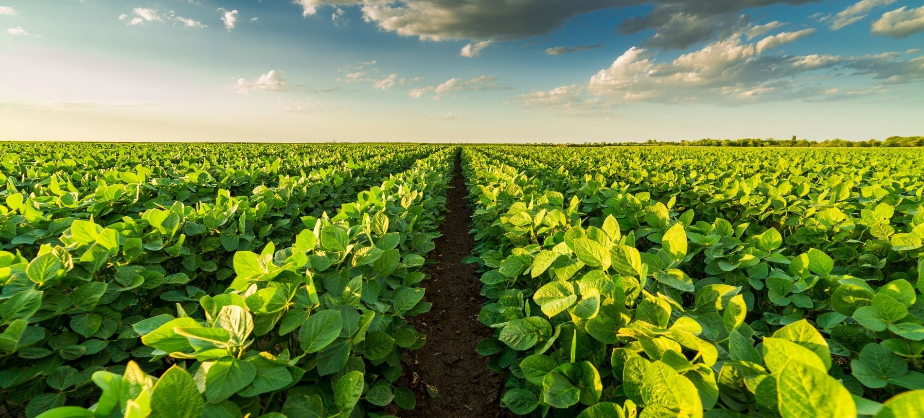 Zenit Kimya Growing Up With Agriculture